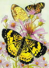 раскраски бабочки