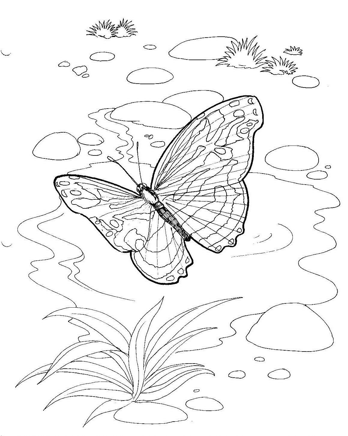 Раскраски пейзаж с бабочками